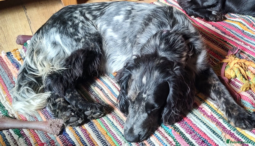 Sprocker dogs for sale: STRIKING SPROCKER SPANIEL PUPPIES  - Image 28