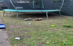 Lionhead rabbits for sale: Lionhead rabbit  - Image 1