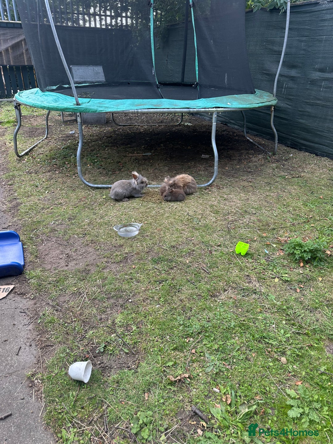 Lionhead rabbits for sale: Lionhead rabbit  - Image 1