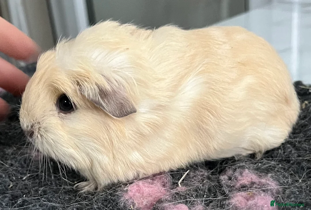 Guinea Pig rodents for sale: Guinea pigs bonded pair- re homing fee. - Advert 2