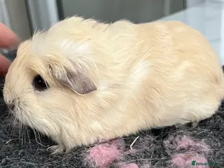 Guinea Pig rodents Guinea pigs bonded pair- re homing fee. - Advert 7