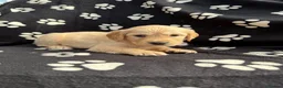 Golden Retriever dogs for sale: Kennel Club Health Tested Golden Retriever Puppies - Advert 39
