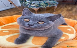British Shorthair cats for sale: British Shorthair kittens, GCCF Certificate  in Dundee - Image 2