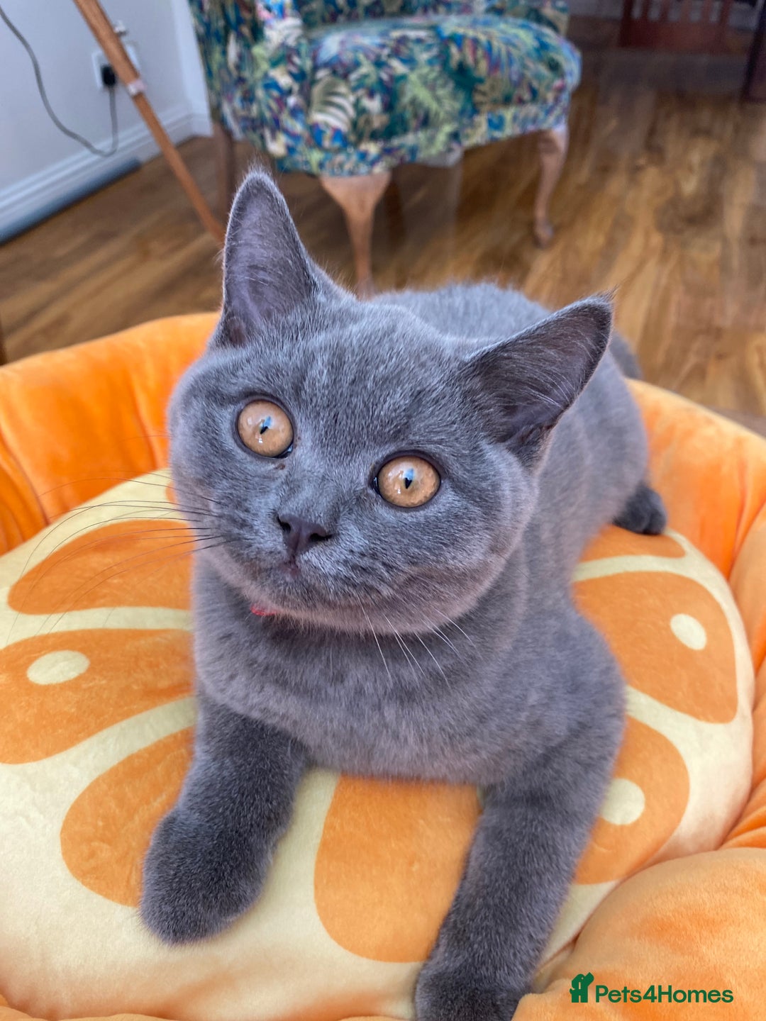British Shorthair cats for sale: British Shorthair kittens, GCCF Certificate  in Dundee - Image 2