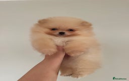 Pomeranian dogs for sale: KC Registered Tiny Pomeranian Puppies - Image 2