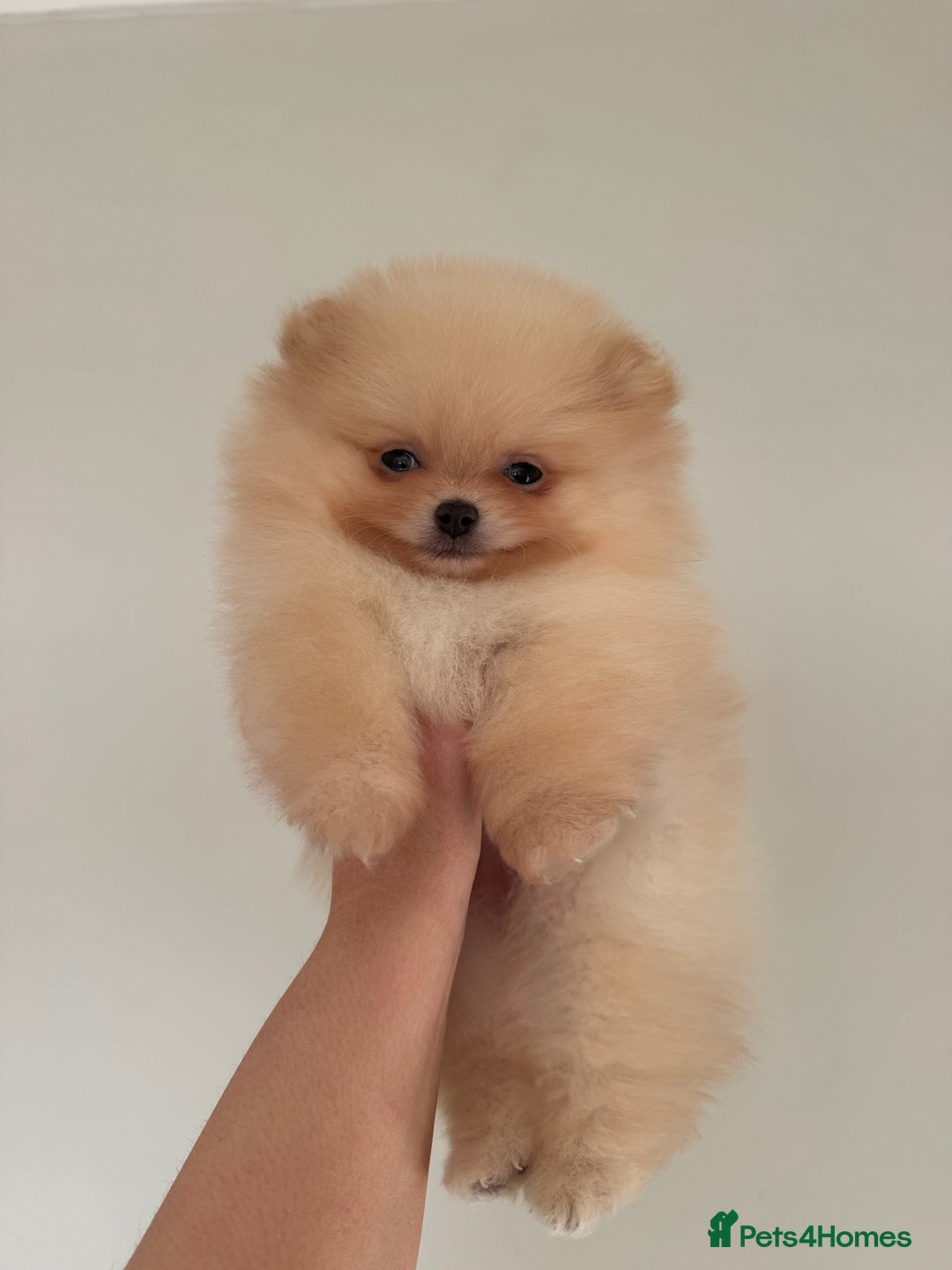 Pomeranian dogs for sale: KC Registered Tiny Pomeranian Puppies - Image 2