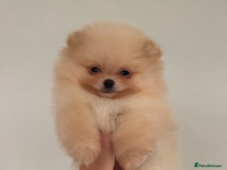 Pomeranian dogs KC Registered Tiny Pomeranian Puppies - Advert 2
