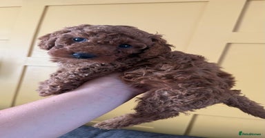 Cockapoo dogs in Boston - Advert 15