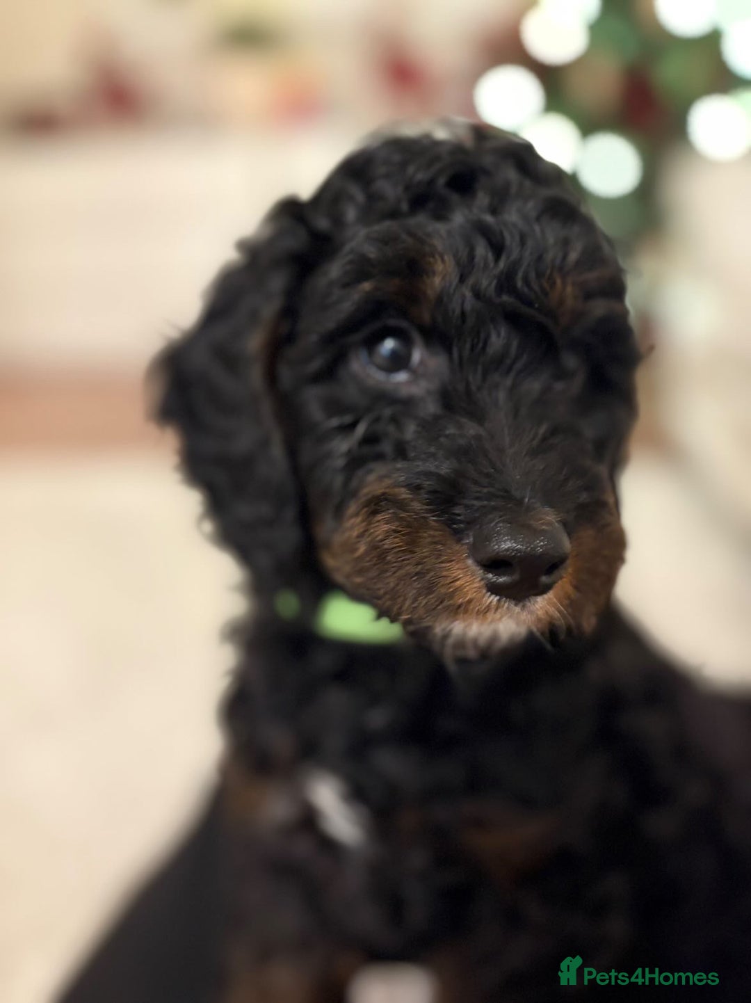 Cockapoo dogs for sale: Boy cockapoo for sale  - Advert 4