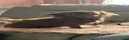 Chihuahua dogs for sale: Apple head Chocolate Chihuahua boy - Advert 2