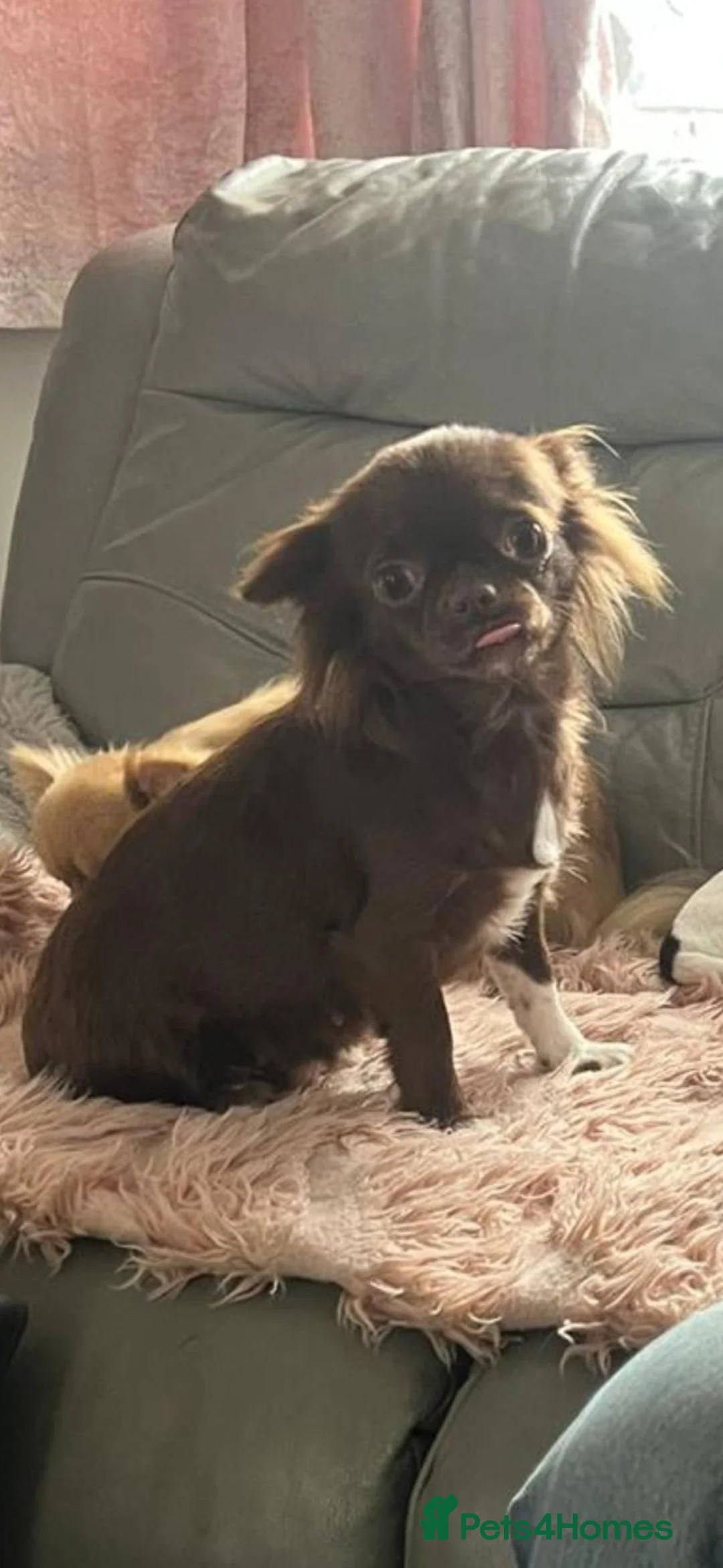 Chihuahua dogs for sale: Apple head Chocolate Chihuahua boy - Advert 2
