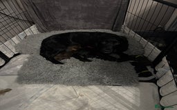 Sprocker dogs for sale: Sprocker puppies - Advert 1