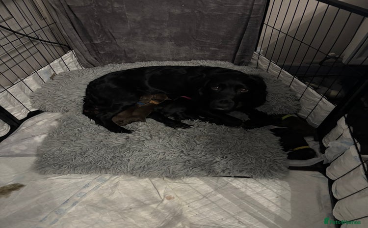 Sprocker dogs Sprocker puppies - Advert 1