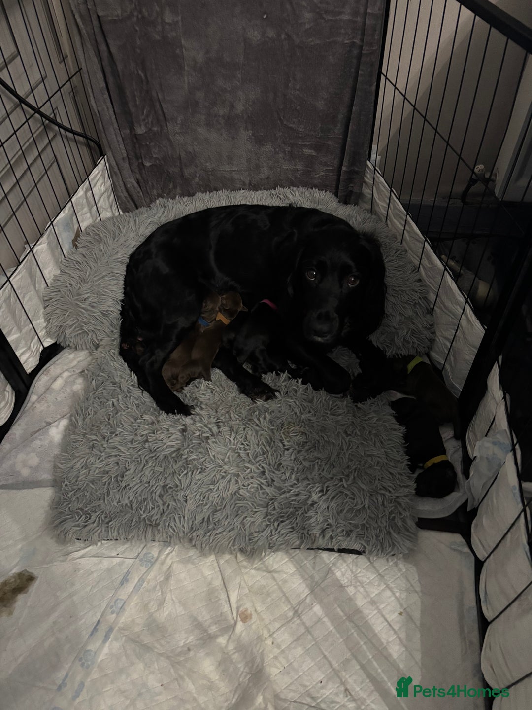 Sprocker dogs for sale: Sprocker puppies - Advert 1