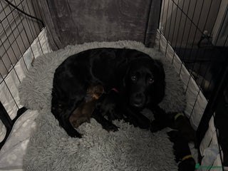 Sprocker dogs Sprocker puppies - Advert 1