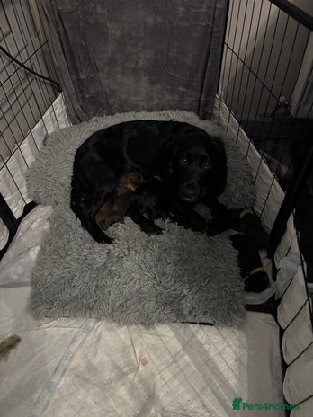 Sprocker dogs Sprocker puppies - Advert 1