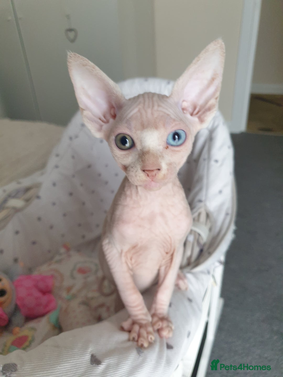 Sphynx cats for sale: Baby Sphynx Kitten - Image 1