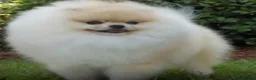 Pomeranian dogs for sale: High cream silver Pomeranian - Advert 1