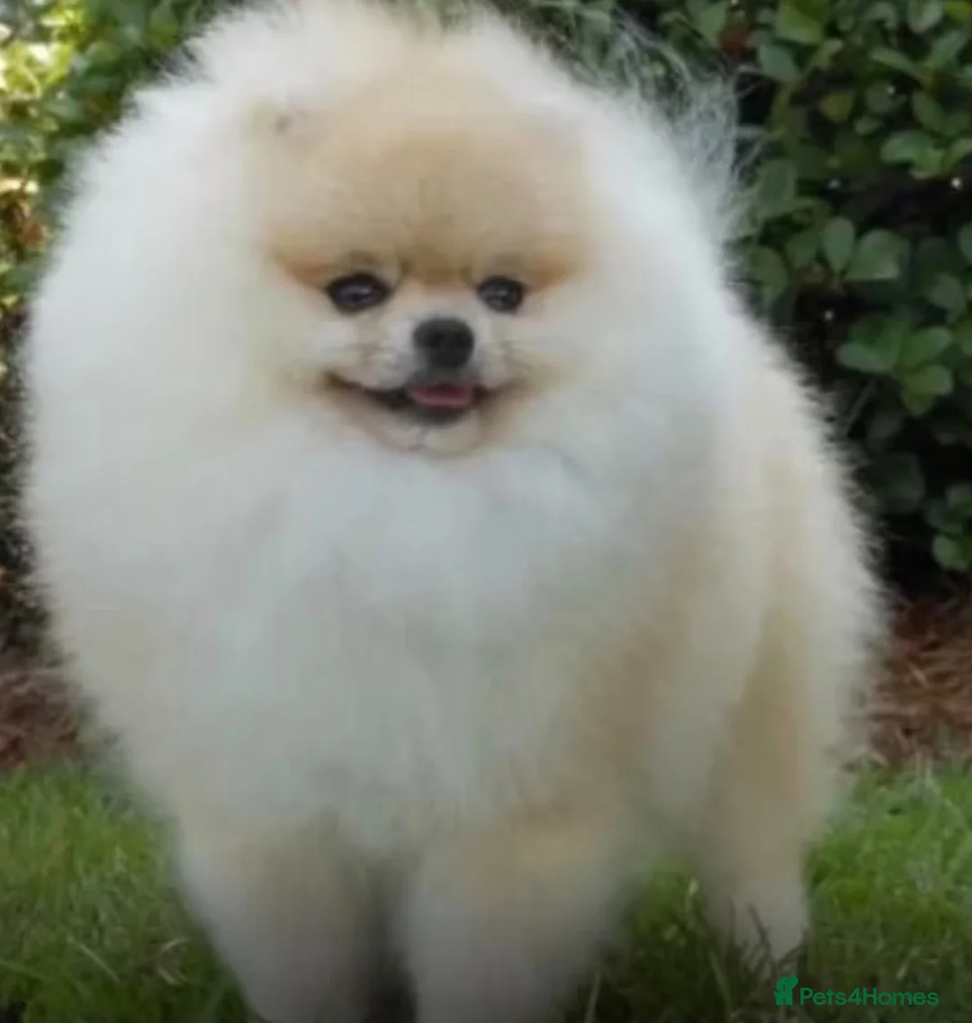 Pomeranian dogs for sale: High cream silver Pomeranian - Advert 1