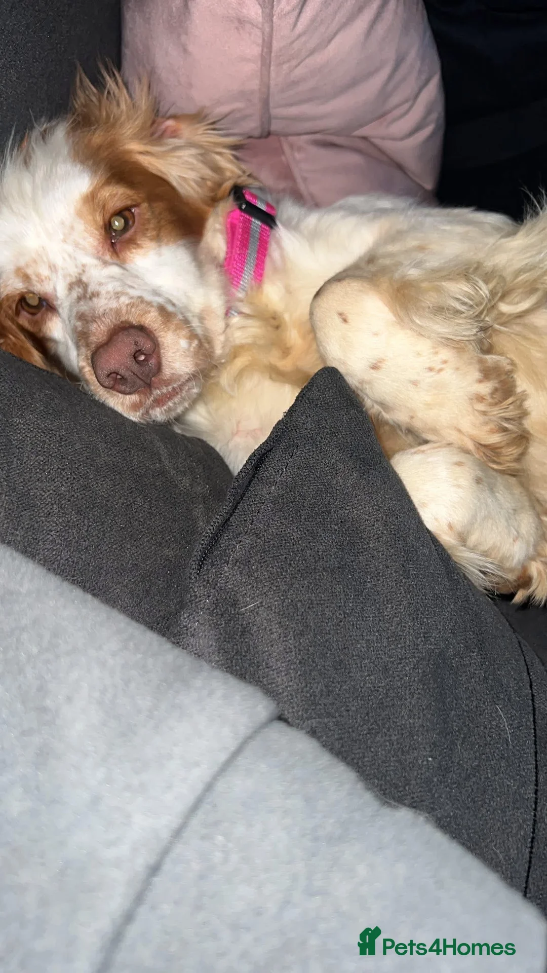 Cocker Spaniel dogs for sale: Female working cocker spaniel  - Advert 1