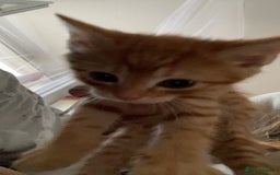 Mixed Breed cats for sale: 5 beautiful kittens ready to go! - Image 5