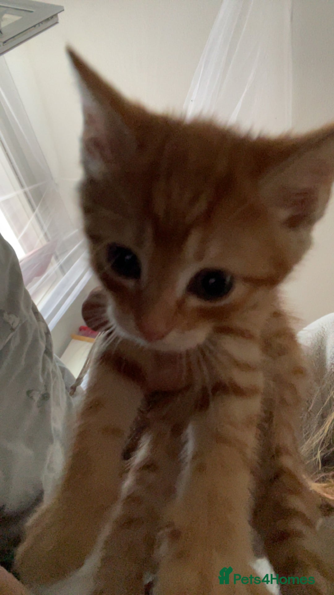 Mixed Breed cats for sale: 5 beautiful kittens ready to go! - Image 5