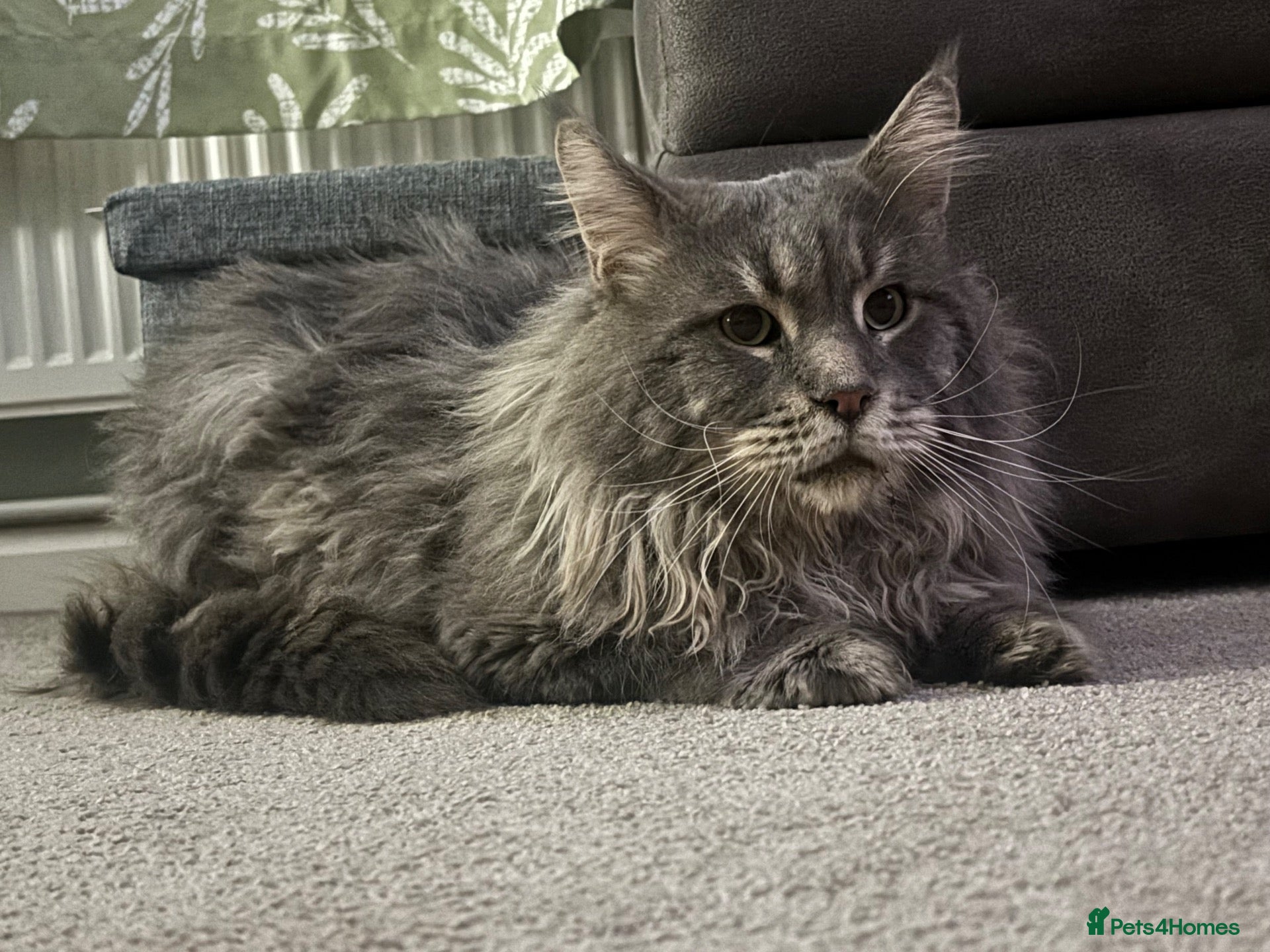 Maine Coon cats for stud: Maine coon for stud  - Advert 9