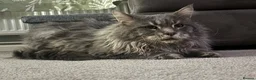 Maine Coon cats for stud: Maine coon for stud  - Advert 1