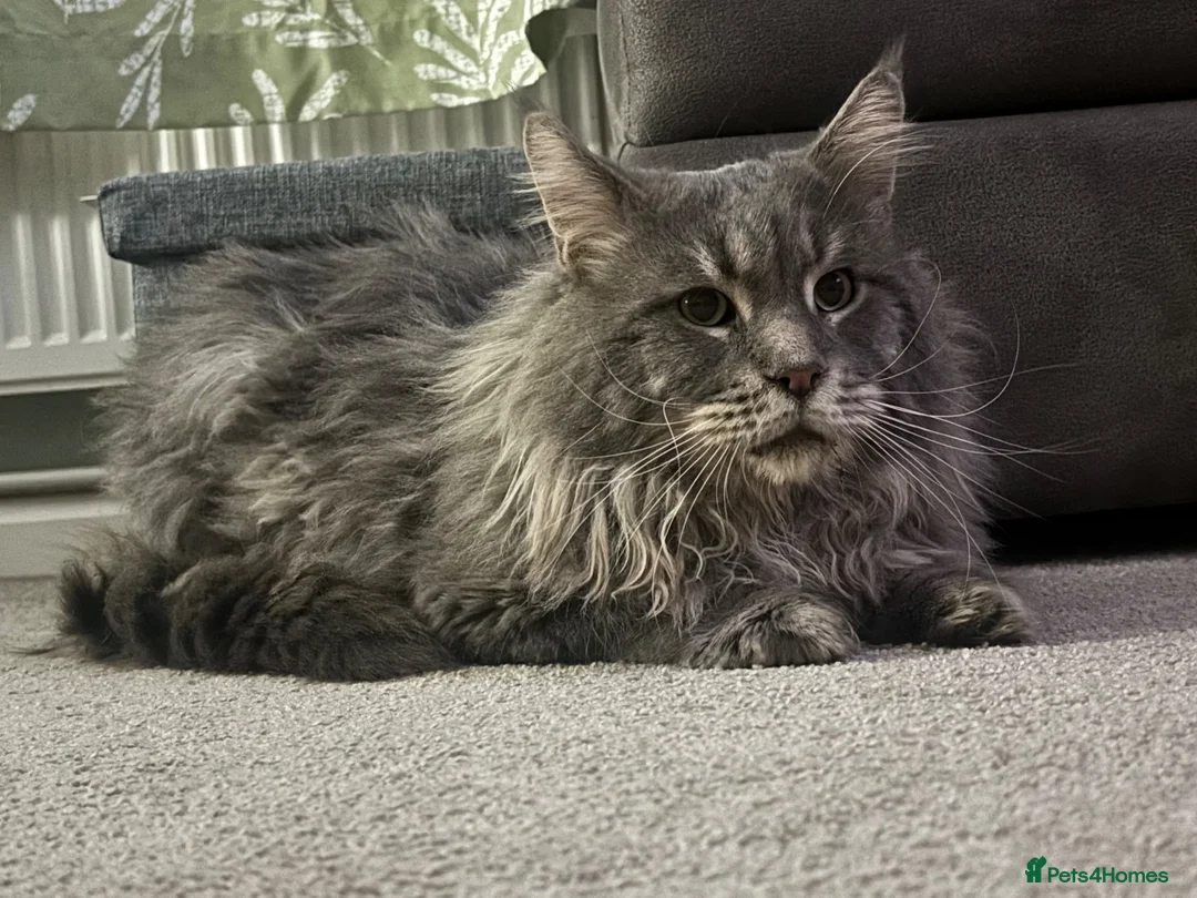 Maine Coon cats for stud: Maine coon for stud  - Advert 1