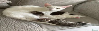 Mixed Breed 3