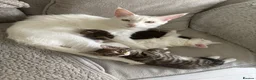 Mixed Breed cats for sale: Maine coon x bengal kittens - Advert 6