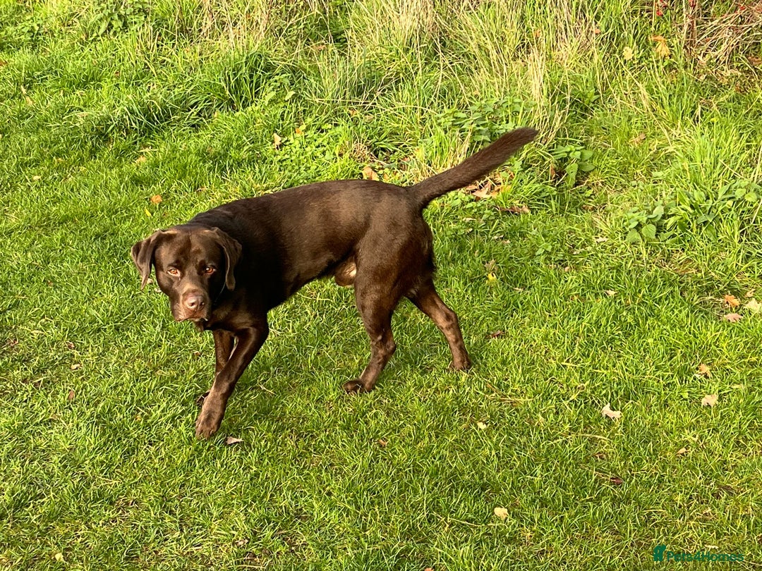 Labrador Retriever dogs for sale: Healthy Labrador Puppies Looking for Forever Homes - Advert 8
