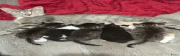 Mixed Breed cats for sale: Kittens for sale!  - Advert 8