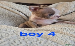 Boston Terrier dogs for sale: Lilac boston babies  - Image 2