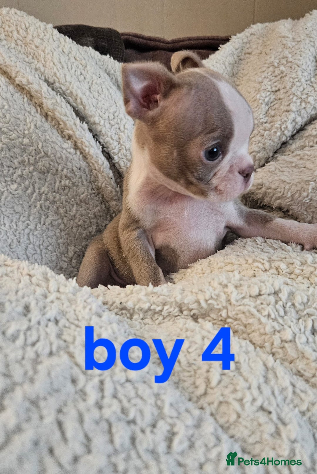Boston Terrier dogs for sale: Lilac boston babies  - Image 2
