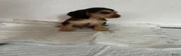 Cocker Spaniel dogs for sale: Cocker spaniel puppies  - Advert 3