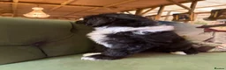 Sheepadoodle dogs for sale: Midi Sheepadoodle READY NOW - Advert 20