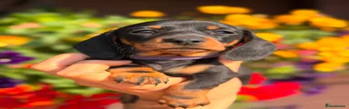 Miniature Dachshund 3