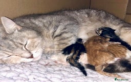 Mixed Breed cats for sale: 3 left - pedigree cross mixed breed kittens - Image 6