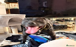 American Bulldog dogs for sale: American Bulldog - Image 6