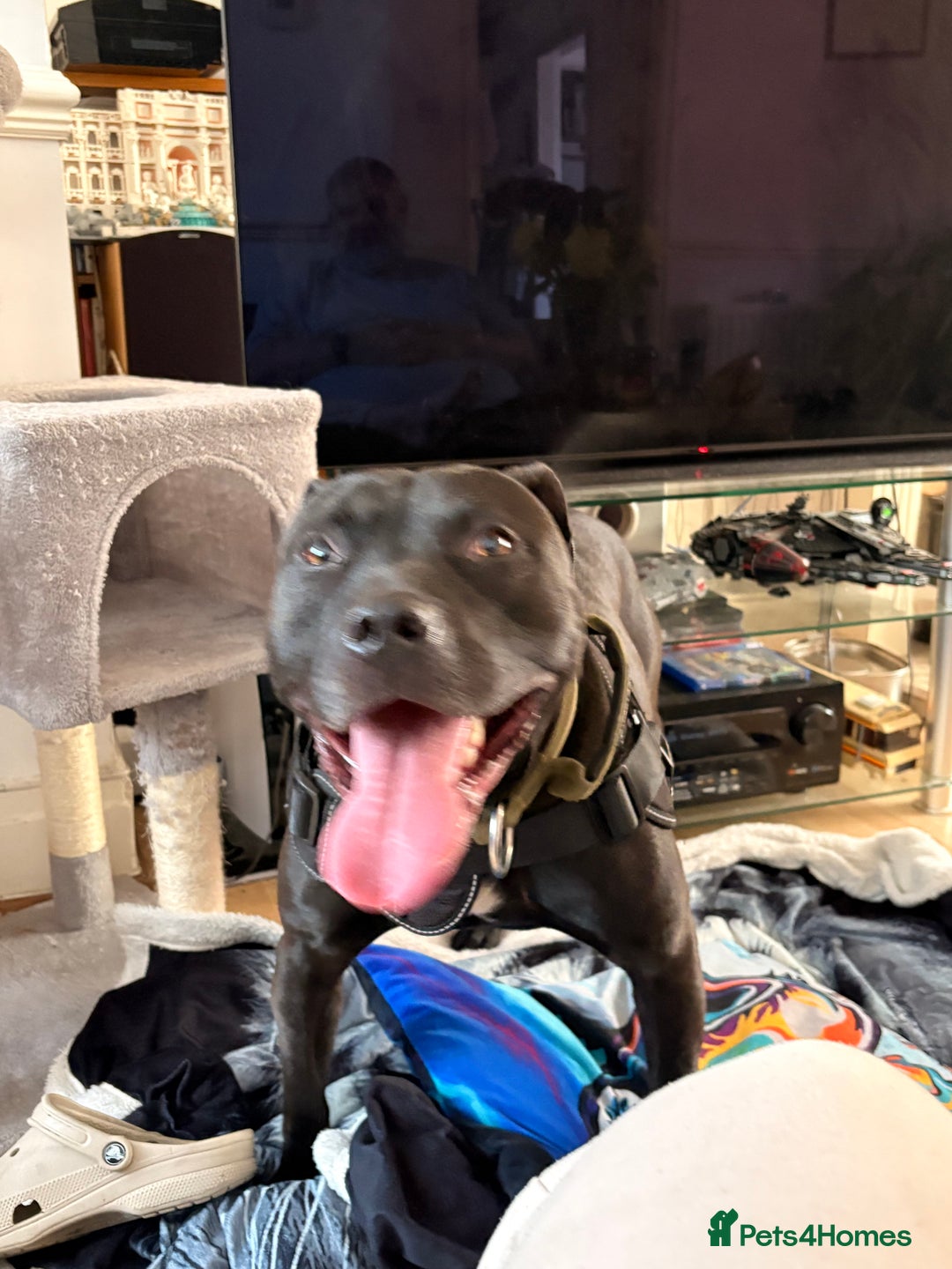 American Bulldog dogs for sale: American Bulldog - Image 6