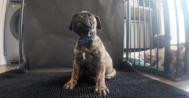 Mixed Breed dogs in Bedford - Advert 1