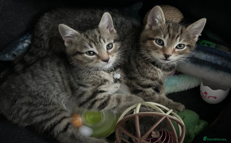 Domestic Shorthair cats - Advert 1