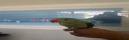 Parrots birds for sale: Beautiful Young Alexandrian Parrot – With Cage - Advert 6