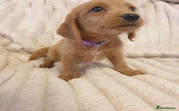 Labradoodle dogs for sale: F1 Miniature labradoodles 4 GIRLS LEFT  - Image 14