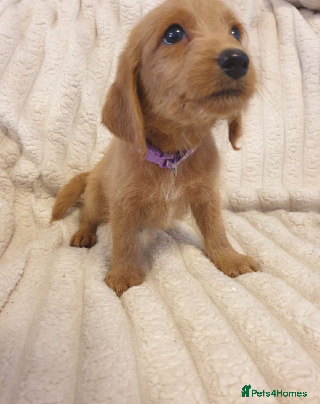 Labradoodle dogs for sale: F1 Miniature labradoodles 4 GIRLS LEFT  - Image 14