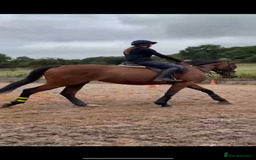 Irish Sports horses for sale: big beautiful bay 🥰 - Image 2