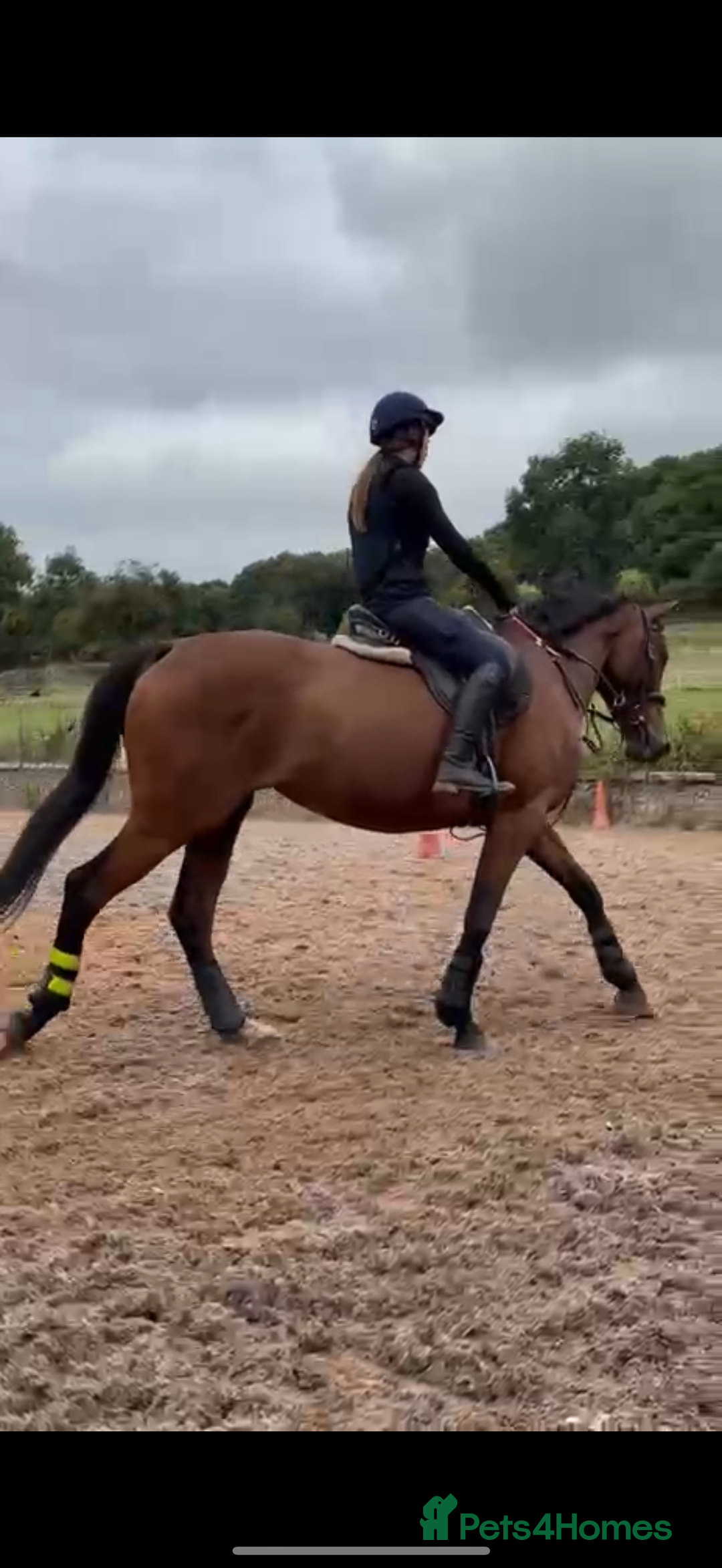 Irish Sports horses for sale: big beautiful bay 🥰 - Image 2