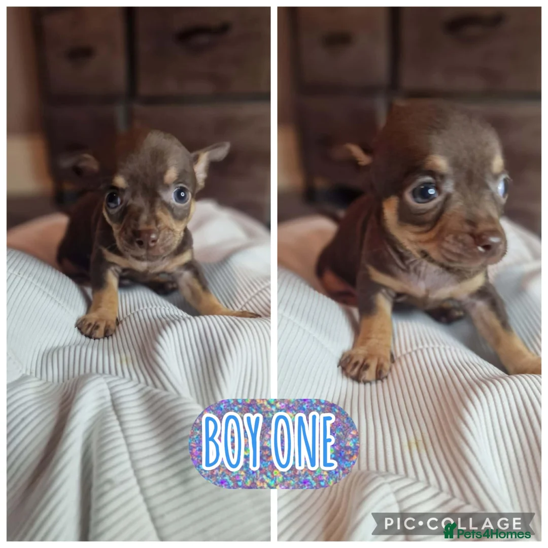Chihuahua dogs for sale: Beautiful full breed chihuahua puppies 🐶 😍  - Advert 6