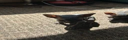 Sphynx cats for sale: 5 Canadian Sphynx kittens for sale - Advert 30